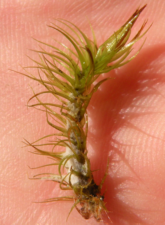 Muschio trentino: Dicranum majus?